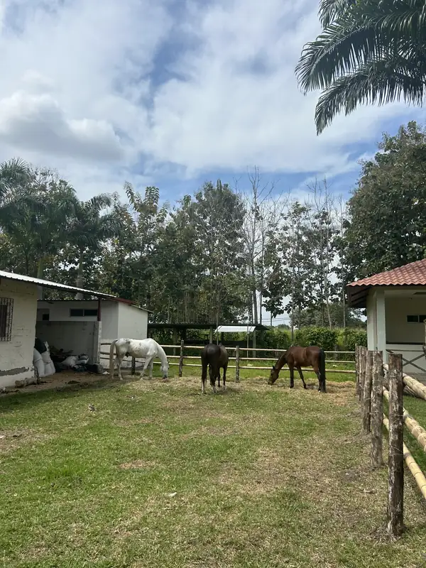 Caballos en el corral junto a las caballerizas de Casa Grande Resort