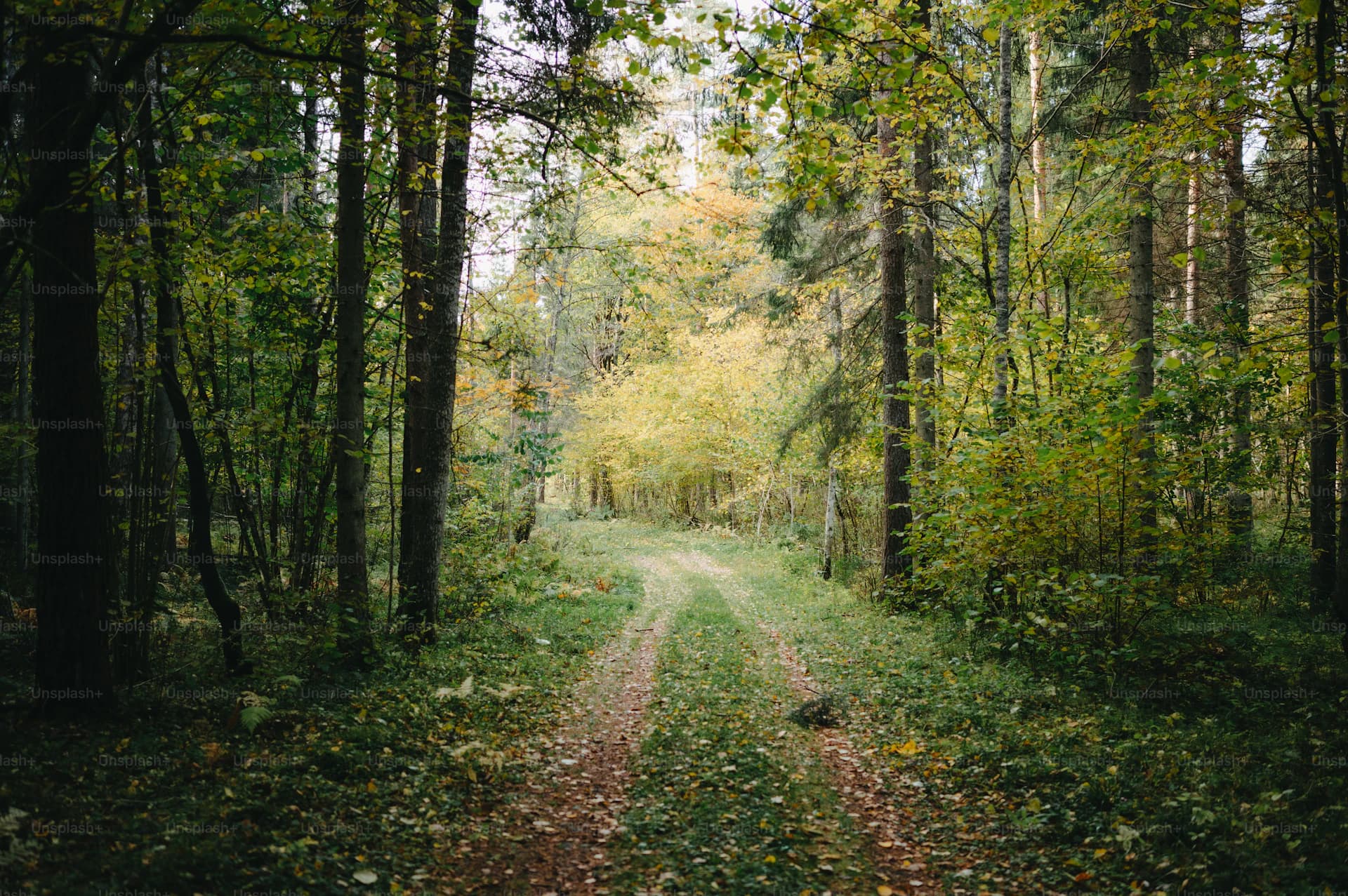 Sendero natural dentro del resort